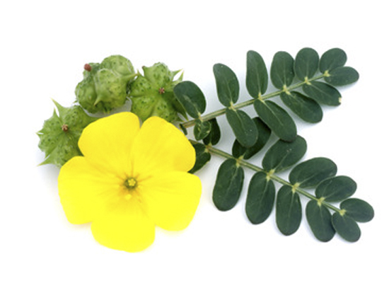 Tribulus Terresris (Devil's Thorn) - Natural Herbal Sup